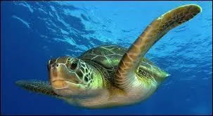 Bonjour, ici la tortue marine. Les humains ! C'est à cause d'eux tout ça ! Ils sont autorisés à nous pêcher en Polynésie ! Pourtant, nous étions protégées depuis...