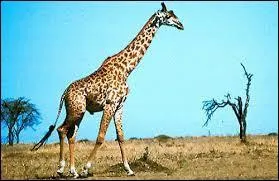 Nous sommes tous en danger... Il faut qu'on se protège. Nous partons silencieusement, vous savez. Notamment à cause :