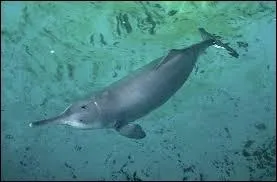 Salut, je suis un dauphin aujourd'hui disparu. Pourquoi ? À cause de la pollution et de la pêche, notamment... La solution est finalement de tous faire attention, il faut vivre en faisant davantage attention... Dans quel pays me trouvait-on ?