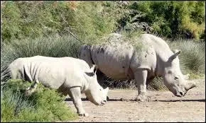 Hello, Monsieur du Lion. Je suis un rhinocéros blanc. Sur la Terre, nous ne sommes pas nombreux non plus ! Vous êtes plusieurs centaines ? Sachez que nous sommes quatre, dont un petit. Ce petit porte un magnifique nom :