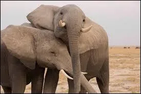 Cherchons plutôt des solutions. Vous, vous disparaissez à cause du réchauffement climatique. Moi, c'est parce que des imbéciles veulent mes défenses. Nous sommes environ 26 000 à disparaître chaque année. De quoi mes défenses sont-elles faites ?