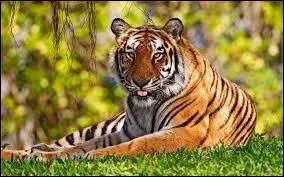 Cherchons des solutions. Je propose aux tigres du Bengale habitant dans les Sundarbans (Bangladesh) de nous rejoindre dans ce pays où nous sommes plus de 2000 !