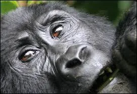 Ou sinon, faites comme nous. Pour ne pas disparaître, nous avons usé du principe de...