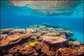 Et attendez, vous n'avez rien vu ! Partout, les hommes polluent la Terre. Je suis en pleine agonie, moi ! La moitié de mes coraux sont définitivement endormis... Dans quel pays suis-je ?