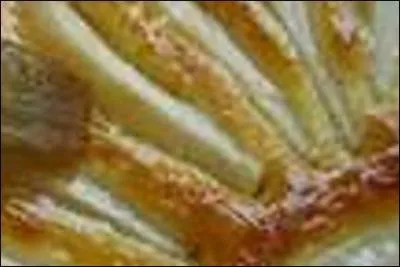 Dans quel lexique trouverez-vous le verbe "abricoter" ?