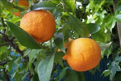 L'orange amère est connue sous le nom de bigarade. De quel arbre est-elle le fruit ?