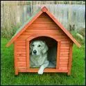 C'est l'abri du chien :