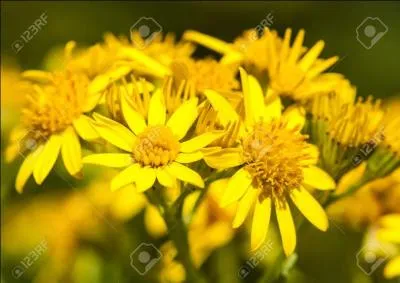 La flore ne sera pas modifiée par ce réchauffement climatique.