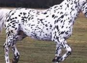 Quiz Races de chevaux : le knabstrup