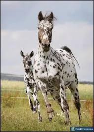 Quelles sont les robes autoris&eacute;es ?