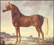 Les knabstrups sont issus :