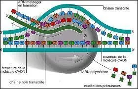 Bien dur ! Retrouve-t-on les introns d'un gène sur l'ARN messager de ce gène ?