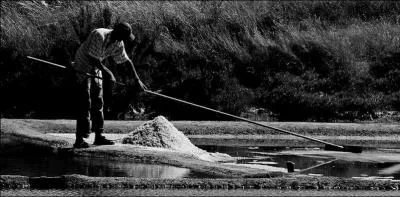 Comment appelle-t-on les ouvriers des marais salants de 'Ouest de la France ?