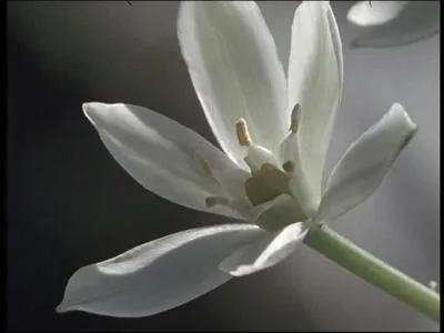 Quelle est cette jolie fleur ?