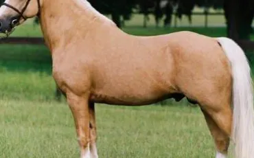 Quiz Galop 1