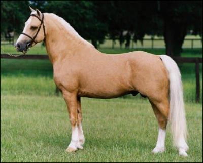Les robes.
Quelle est la couleur de ce cheval ?