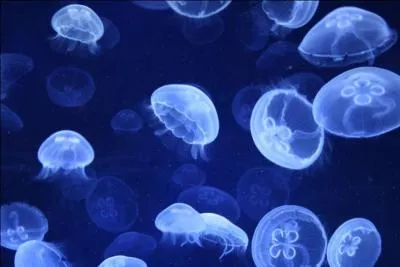 Le réchauffement des océans accélère la croissance des ... qui arrivent plus vite à maturité et se reproduisent davantage. En 2011 elles ont obstrué le système de refroidissement d'une centrale électrique d'Israël.