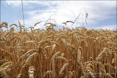 La hausse de la teneur en CO2 accélère la photosynthèse du blé qui pourrait voir son rendement