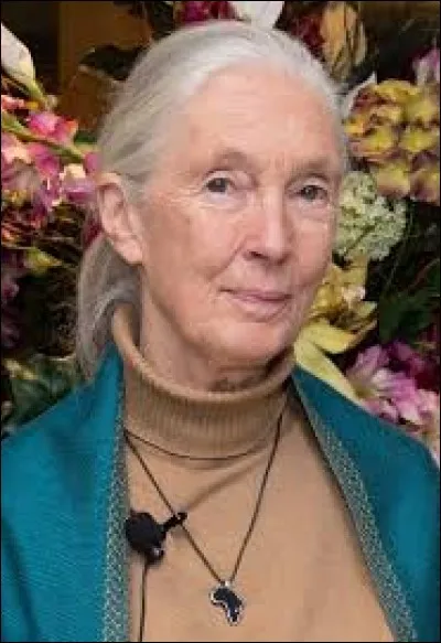 Jane Goodall est une primatologue de renommée mondiale. Quels animaux a-t-elle étudiés toute sa vie ?