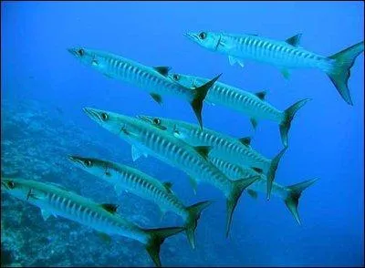 Pour quelle raison ce poisson, le barracuda, est-il en train d'envahir les côtes françaises de la Méditerranée ?