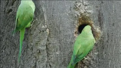 Introduit volontairement ou arrivé par lui-même, cet oiseau bénéficie du changement climatique !