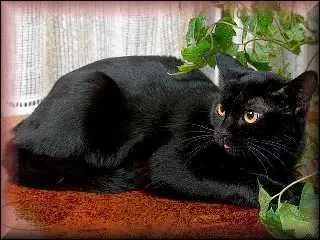 Température élevée :