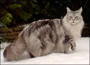 Prêtre et guérisseur dans certaines sociétés, censé communiquer avec le monde des esprits :