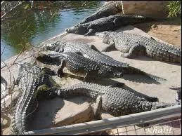 Dans quel pays se trouve le célèbre étang aux crocodiles de Karachi ?