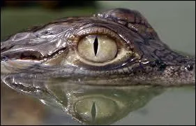 Quelle est en moyen l'espérance de vie d'un crocodile ?