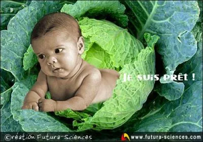 Si je suis né dans un chou, je suis :