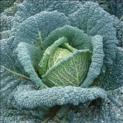 Qu'est-ce que la piéride du chou ?