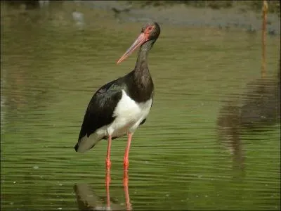 Trouvez le nom de l'oiseau !