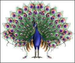 Comment s'appelle le petit du paon ?