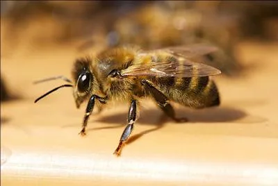 Combien environ existe-t-il d'espèces d'abeilles différentes ?