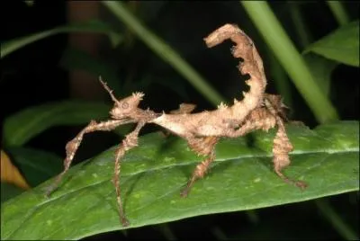 Qu'est-ce qu'un phasme ?