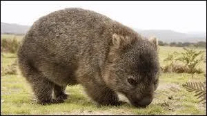 Les crottes du wombat sont...