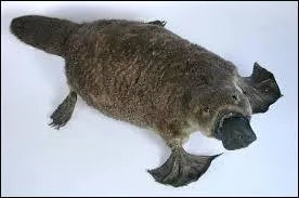 L'ornithorynque est un ovipare.