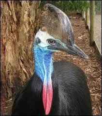 Pourquoi le casoar est-il dangereux ?