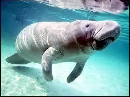 Que mange le dugong ?