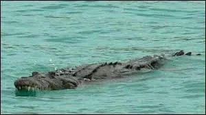 Où vit ce crocodile ?