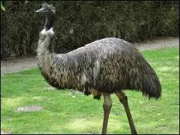 Sur quelle île vit cet émeu ?