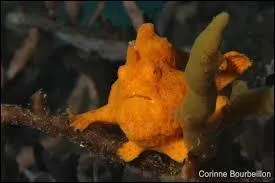 Quelle aptitude particuli&egrave;re poss&egrave;de l'antennaire marbr&eacute; ?