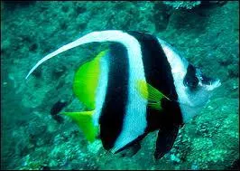 Connais-tu ce poisson ? C'est un...