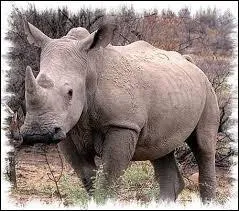 Combien reste-t-il de rhinoc&eacute;ros de Java ?