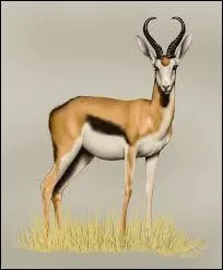Comment un springbok d&eacute;clenche-t-il l'alerte g&eacute;n&eacute;rale ?