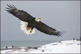 Un pygargue peut soulever un poids...