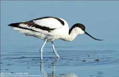 Comment est le bec de l'avocette &eacute;l&eacute;gante ?