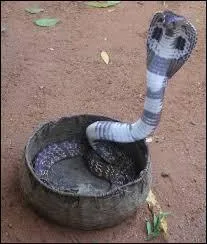 Combien de victimes fait le cobra indien (reptile le plus dangereux d'Inde) chaque ann&eacute;e ?