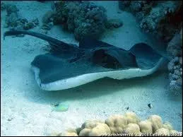 Que poss&egrave;de la raie pastenague et qui peut mesurer plus de 35 cm de longueur ?