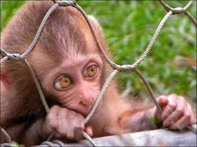 Qui a dit : La beauté du corps est un avantage digne des animaux si l'intelligence ne la relève. ?